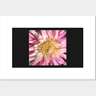 The Open Hearted Love Radiance of the Pink Dahlia Posters and Art